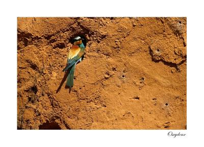 Gupier d'Europe (Merops apiaster)