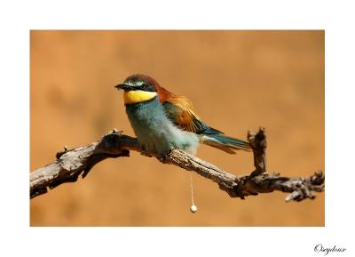 Gupier d'Europe (Merops apiaster)