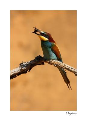 Gupier d'Europe (Merops apiaster)