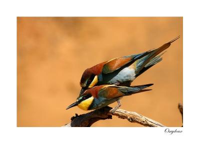 Gupier d'Europe (Merops apiaster)
