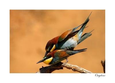 Gupier d'Europe (Merops apiaster)
