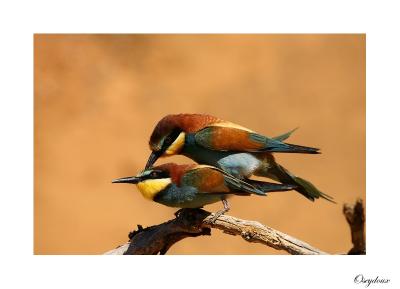 Gupier d'Europe (Merops apiaster)