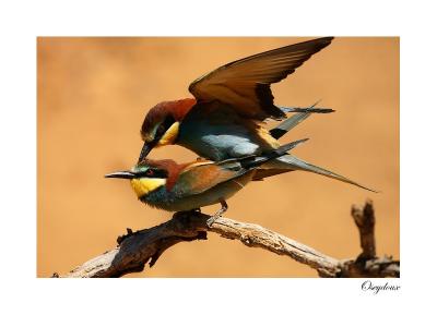 Gupier d'Europe (Merops apiaster)