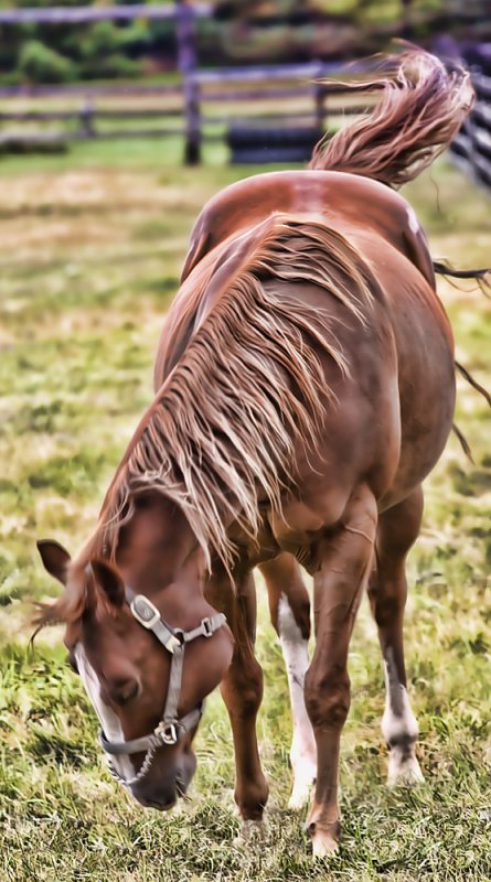 Arabian