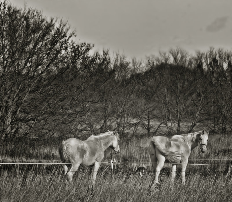 Pale Horses