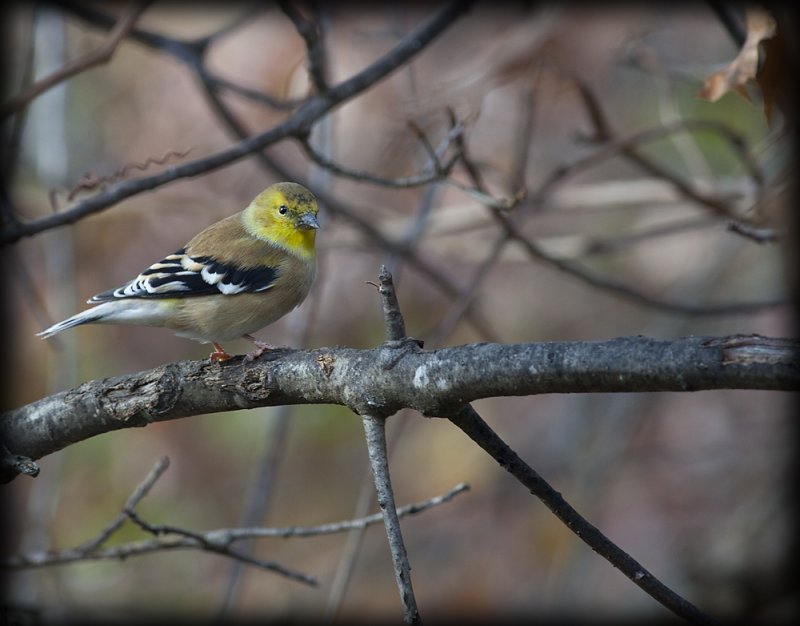 Goldfinch in Autumn Colors
