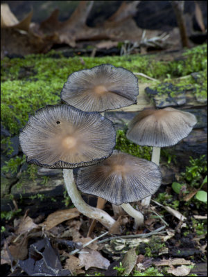 Just a Very Little Fungus