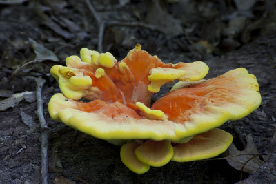 Sulphur Shelf Mushroom