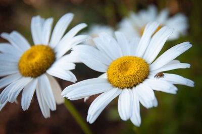 20110709-_DSC0122.jpg