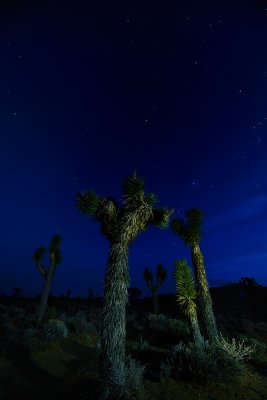 Joshua Tree _ DV 032611-42NX2_1000.jpg