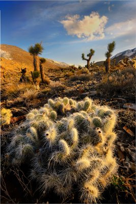 Cholla Cactus 032511-20_22BBlend.jpg