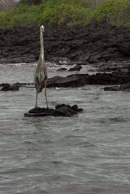 2006 08 06 Floreana 0042.JPG
