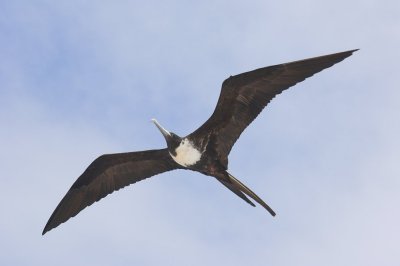 2006 08 12 FrigateBirds 0019.JPG
