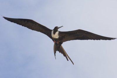 2006 08 12 FrigateBirds 0025.JPG