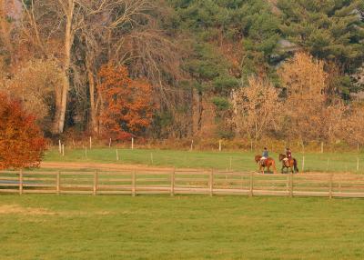 Chatham_Horses.jpg