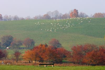 Chatham_Sheep_2.jpg