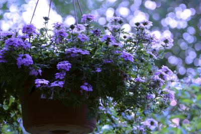 Blue_Flowers.jpg