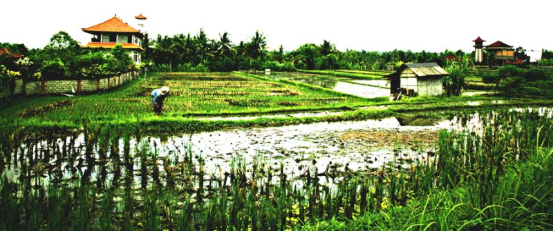 Rice fields in Ubud