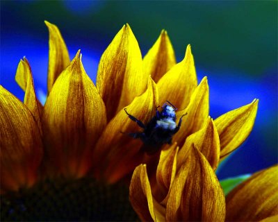 Bee on a Sun  8b.jpg