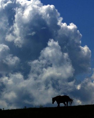 Horse Cloud 8by.jpg