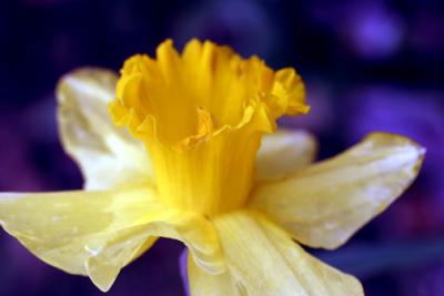 Joans Daffodil