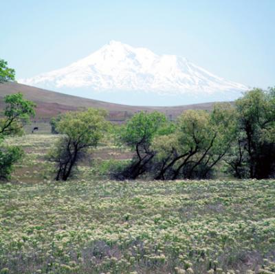 Shasta