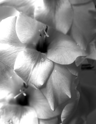 Black and White Gladiola.jpg