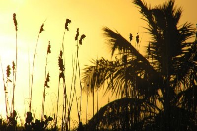 Sea Oat and Palm Sunset