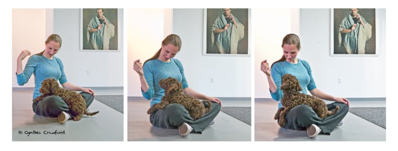 Labradoodle pup at PhotoStop Gallery