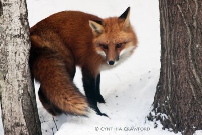 Red Fox February 2011 inVermont