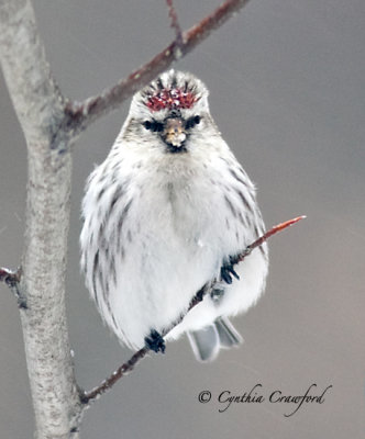 Hoary Redpoll2