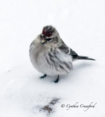 Hoary Redpoll 3