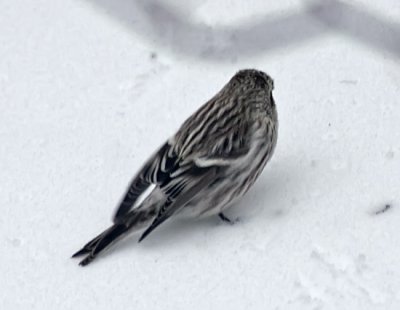 Hoary Redpoll 4-back