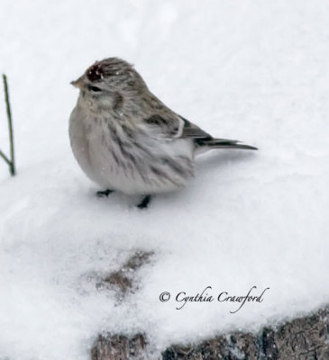 Hoary Redpoll 5