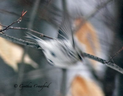 Hoary Redpoll-white under