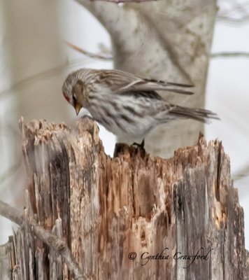 Common Redpoll1