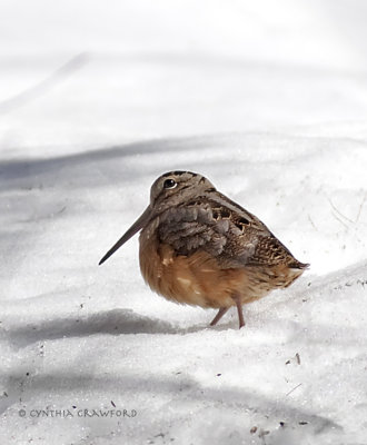 American Woodcock in Vermont