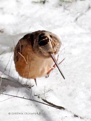 American Woodcock in Vermont