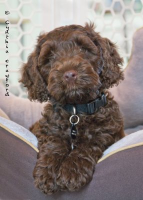 Labradoodle pup3