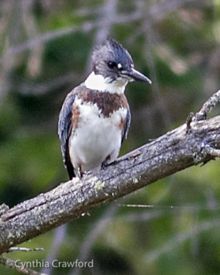 Belted Kingfisher-female 3