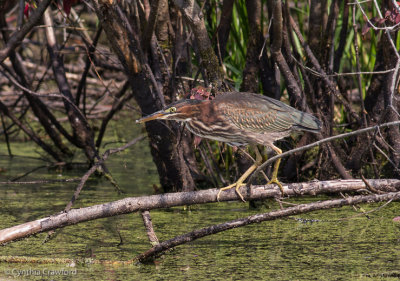 Green Heron Lake Runnemede Windsor Vt. 4