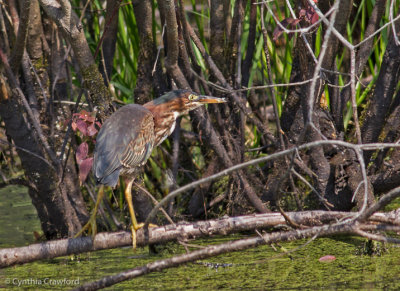 Green Heron Lake Runnemede Windsor Vt. 5