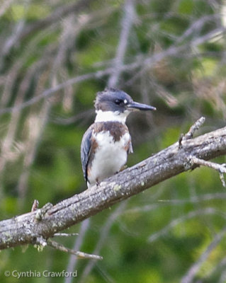 Belted Kingfisher-female 4