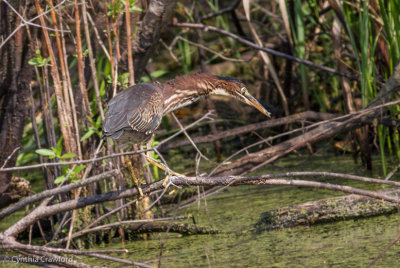 Green Heron Lake Runnemede Windsor Vt. 7