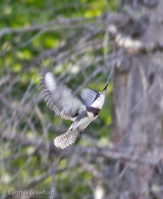 Belted Kingfisher-female flight2