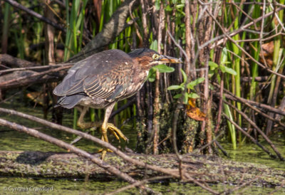 Green Heron Lake Runnemede Windsor Vt. 8