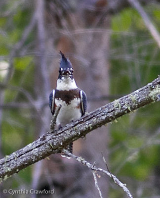 Belted Kingfisher-female 7