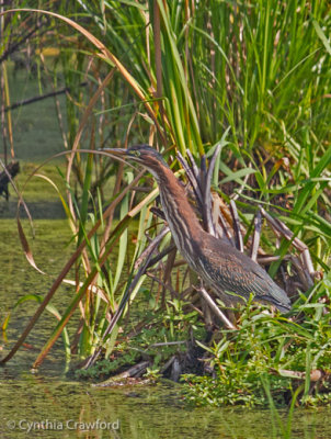 Green Heron Lake Runnemede Windsor Vt. 2