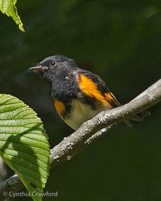 American Redstart-male