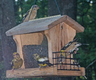 Evening Grosbeaks-fall plumage 5